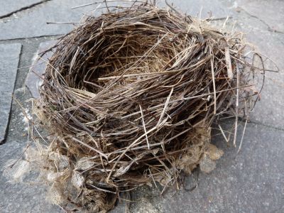natur vogelnest